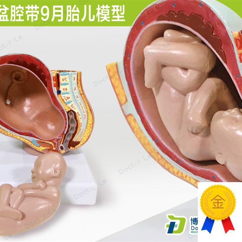 医教小型女性盆腔带9月胎儿解剖模型胚胎发育妊娠X盆腔计生妇科