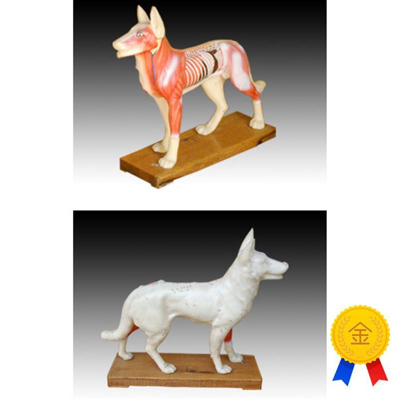 中医用狗体针灸训练练习模型O模具经络穴位标本