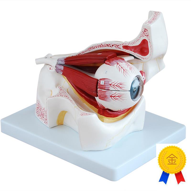 人体眼球与眼眶放大模型医学用解剖教学U训练练习用标本