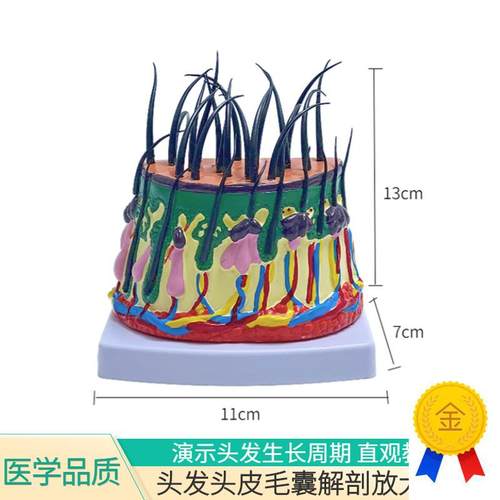头发生长模型头皮结构皮下组织脱发过程J毛发毛囊毛根血管神经虫