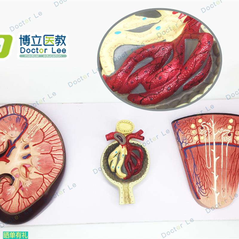 正品 肾与肾单位 肾小球模型 泌尿系统解剖结构 人体肾脏模型