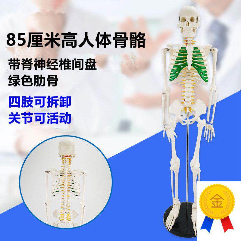 85厘米高人体骨架小o白人模特美术艺用仿真瑜伽素描影视道具展示