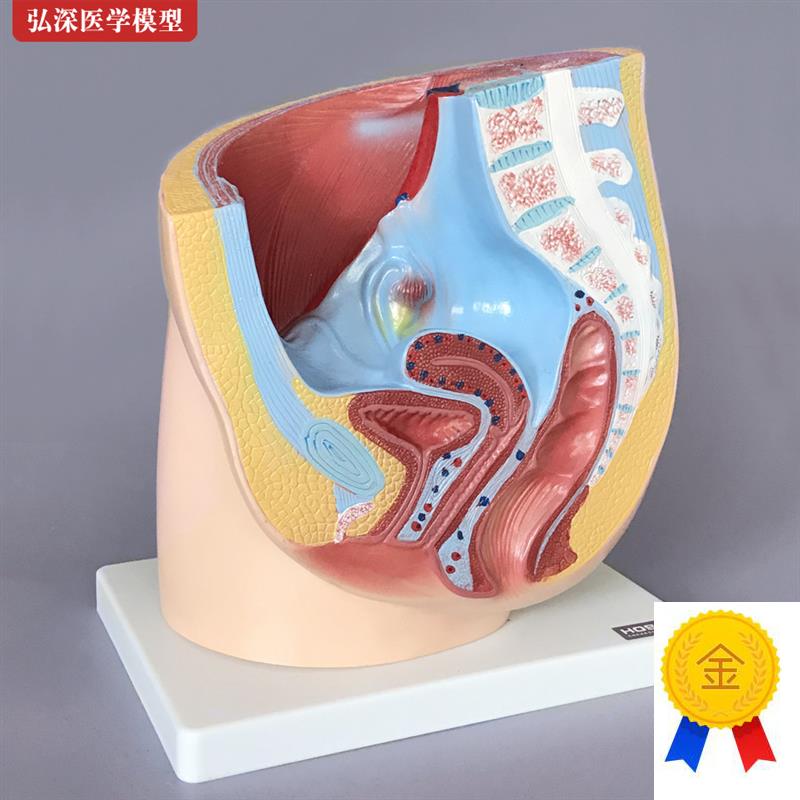 女性生殖系统模型矢状解剖面结构骨盆F腔妇产科医学示教学人体模