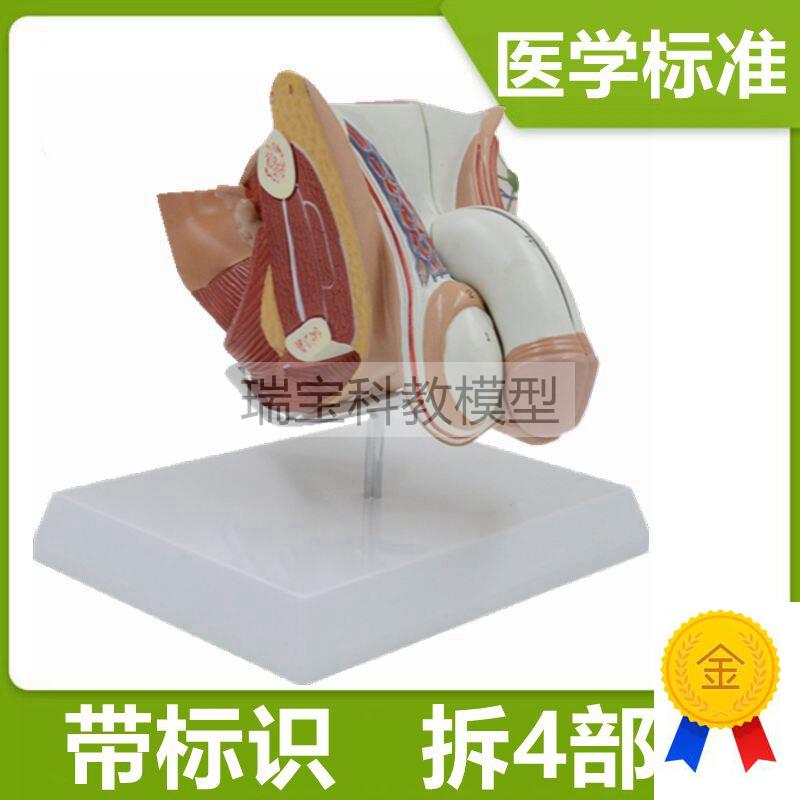 男生殖模型解剖教学男科医患泌尿外科G女生殖解剖仿真模具妇科展