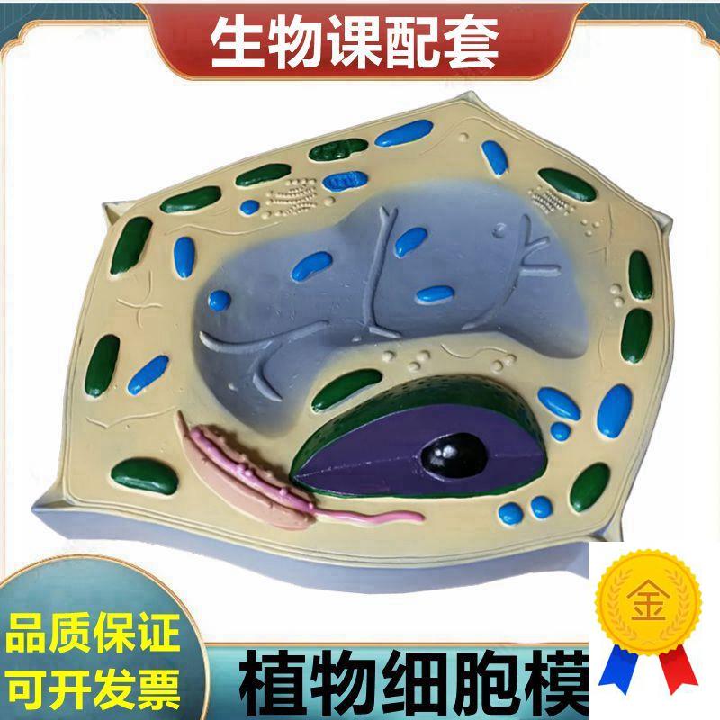 植物细胞模型细胞器叶绿体中学生物课展示植物根Y尖芽胚发育