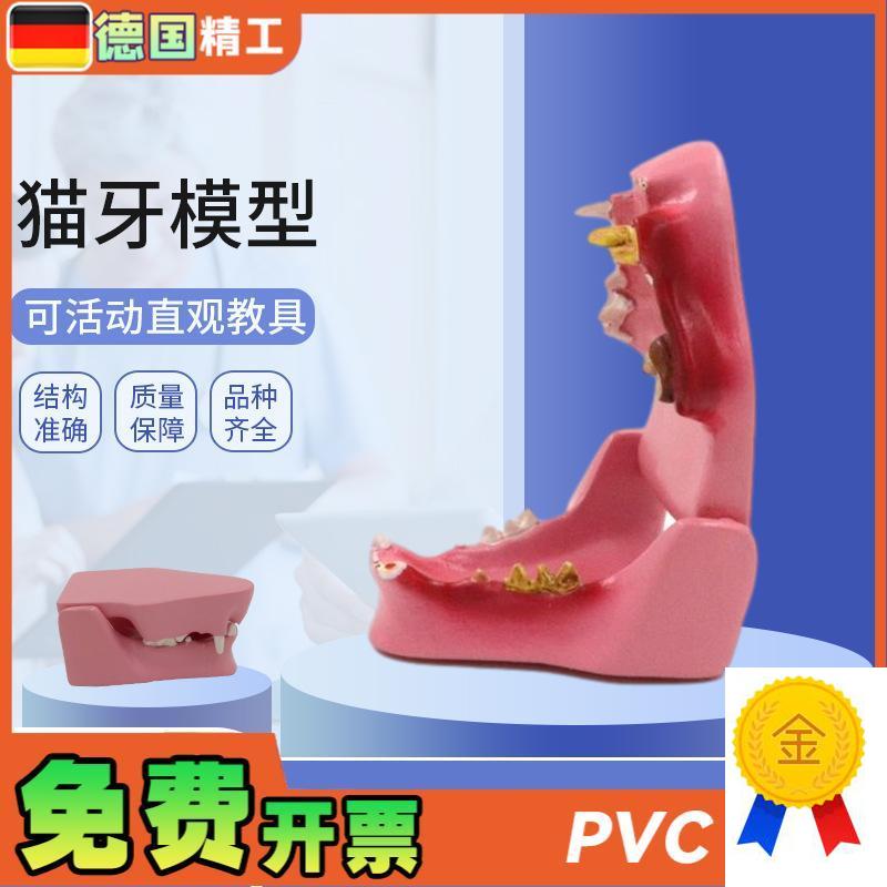 德国】PNT-2105猫牙模型猫口腔病理口腔P猫蛀牙猫解剖猫解剖动