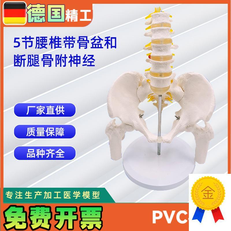 5节腰椎带骨盆和断腿骨附神经人体骨骼模型2Q4*20*30CM