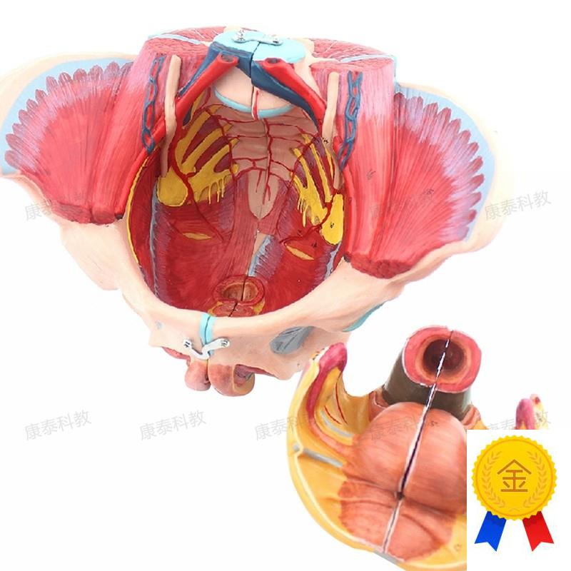 康泰医模女性盆腔模型盆底肌会阴泌尿生殖腹腔P产康修复家政培训