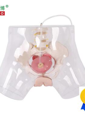 医博BIX-H4D高级透明女性导尿模z型导尿插管训练假人女性护理训练