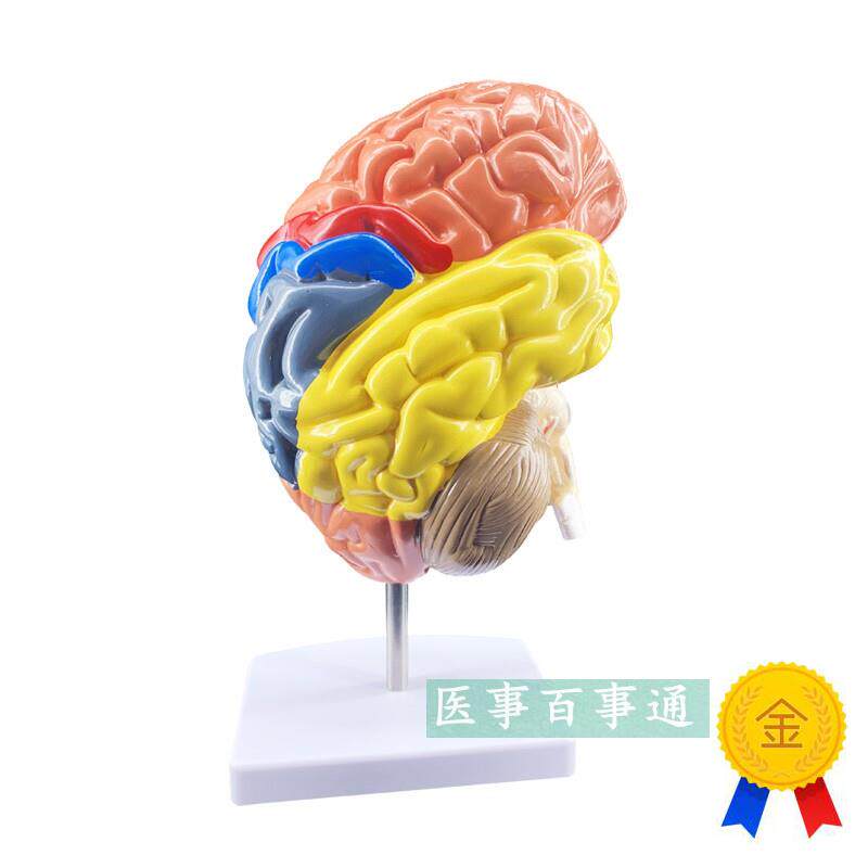 神经科模型脑模型带动脉脑解剖模型脑模型脑功T能区域色分模型
