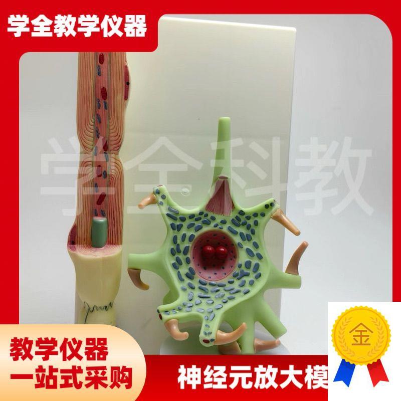 神经元放大模型神经元q胞体和神经纤维结构放大模型神经细胞模型