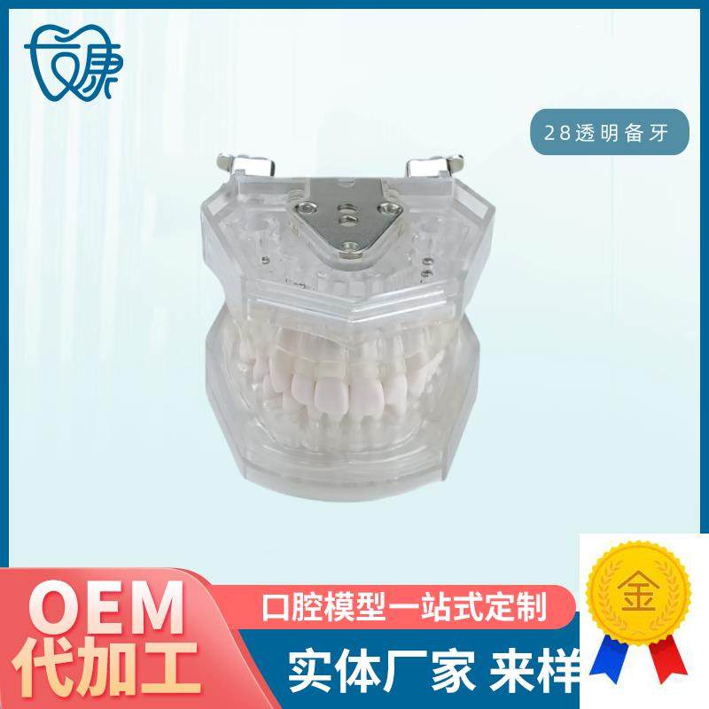口腔教学牙齿模型牙科可拆卸2y8备牙模型练习软牙龈28颗树脂牙