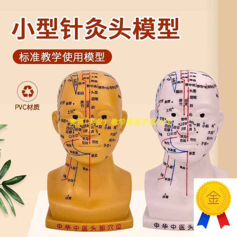 20CM小型针灸头模型头部穴位经络按I摩针灸头部四功能腧穴模型