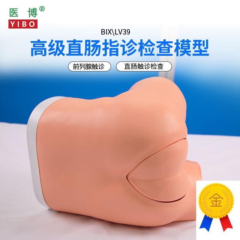 医博BIX-LV39高级直肠指诊检E查模型前列腺肛门息肉检查模型