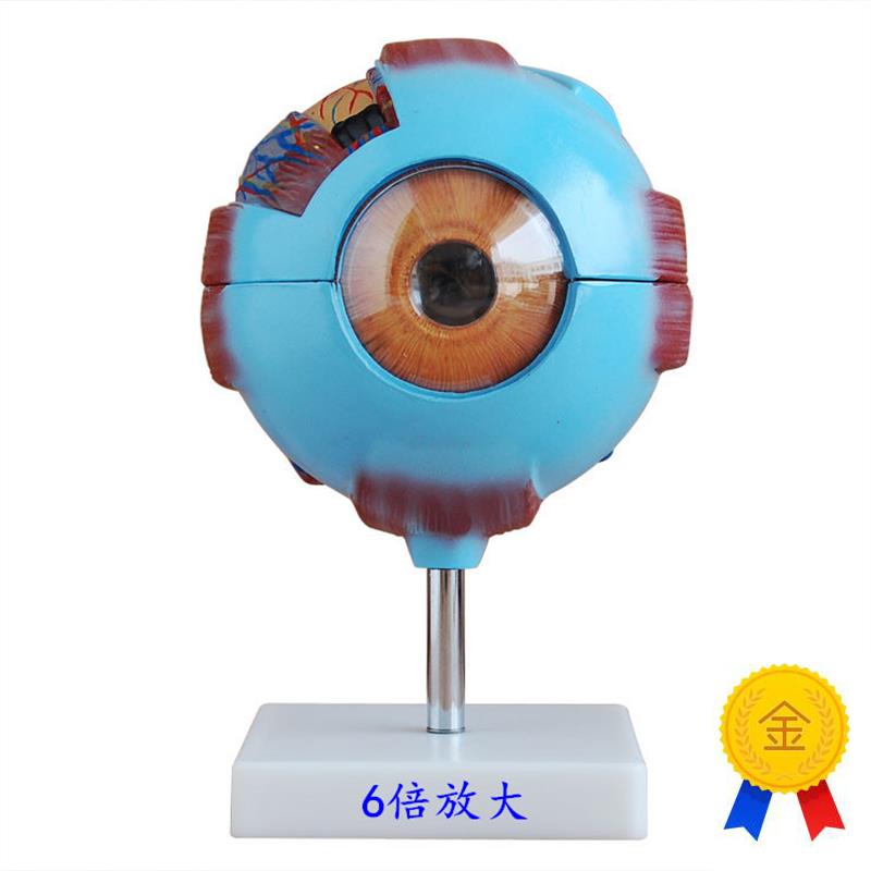 眼球放大c模型,人体解剖教学展示眼睛可拆卸结构包邮
