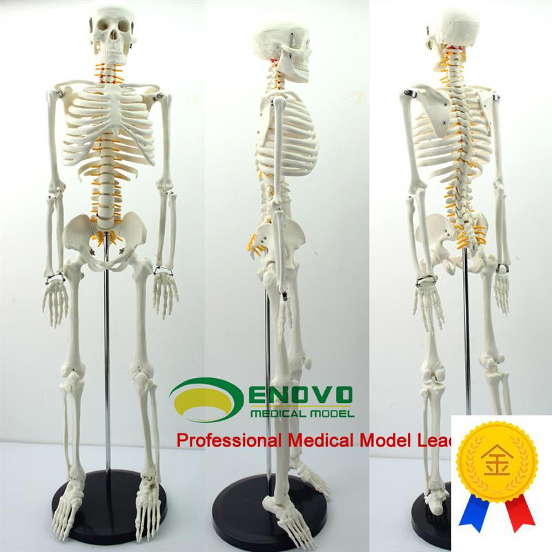颐诺正品85CM人体骨骼脊神经模型G医用人体85骨架模型脊柱模型