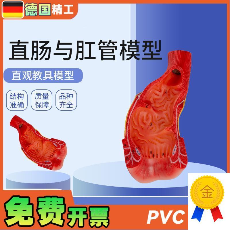 德国】消化系统人体n解剖模型肠道解剖生物教学模型直肠与肛管模