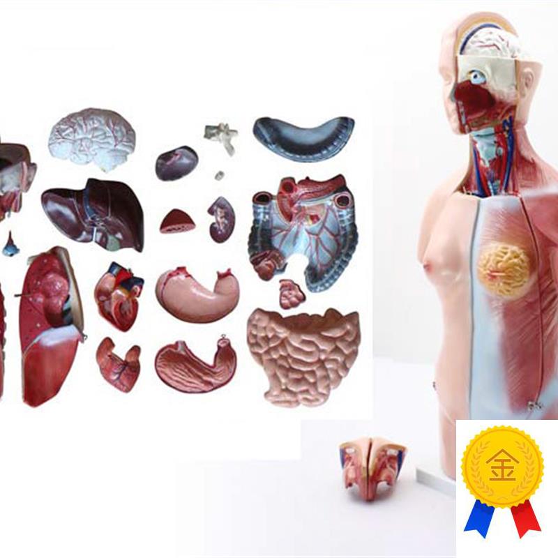 颐诺正品45CM两性躯干模型人体内脏器官解Q剖结构模型人体解剖