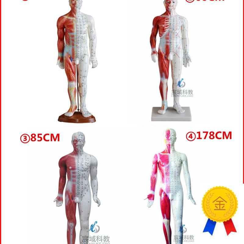 超清晰针灸d穴位人体模型带肌肉解剖硅胶经络刻字版中医训练用小