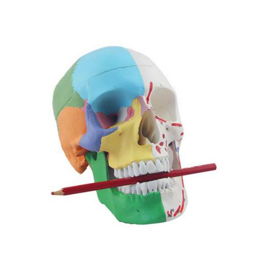 康泰教具成人1h比1颅骨肌肉起止点仿真头骨口腔牙医素描解剖展示