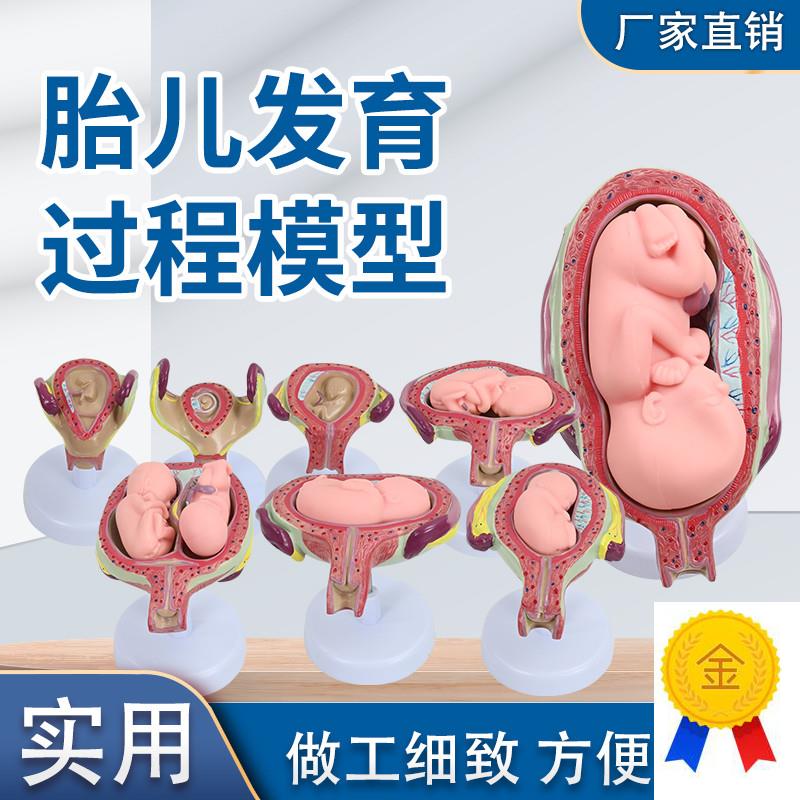 8件妊娠胚胎发育过程胎儿形成发育过程M模型计划生育展示胎儿
