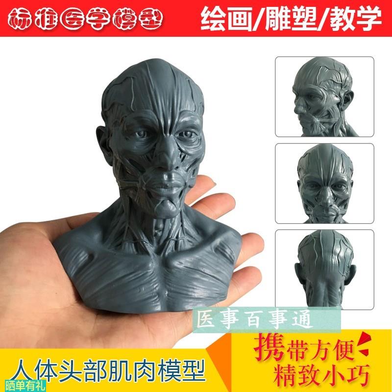 美术素描小头骨绘画模型人头骨模型 树脂骷髅头 办公摆件工艺品
