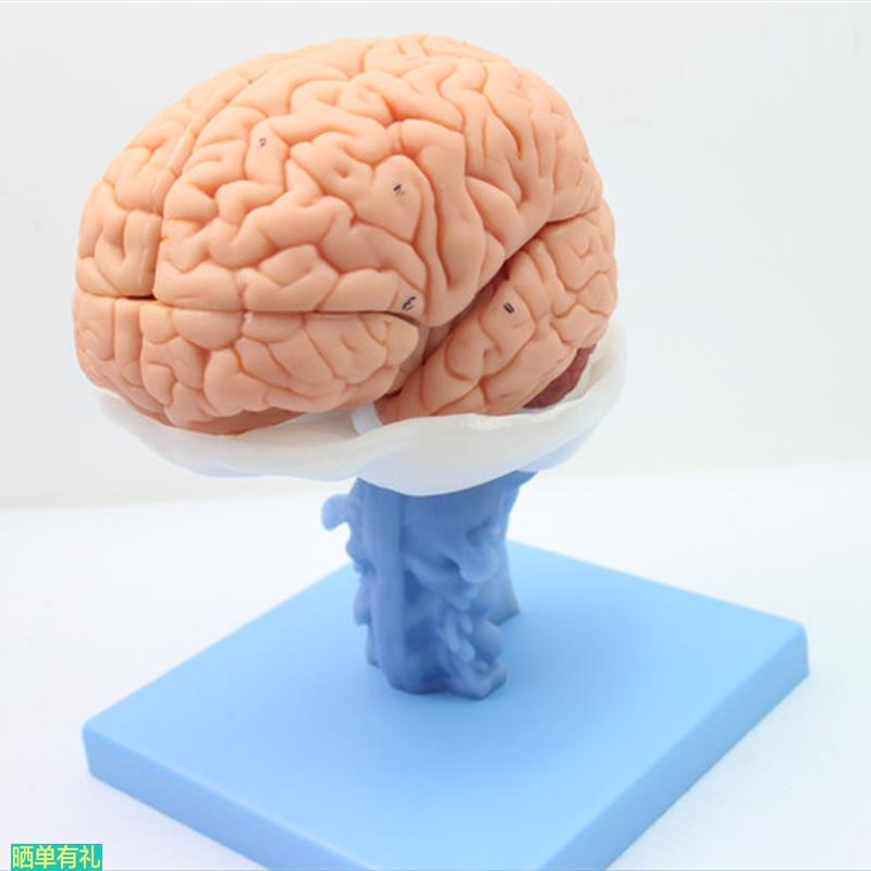 ENOVO医学人体大脑解剖模型脑干脑室间脑小脑模型神经科系统模型