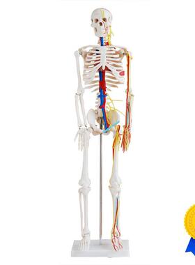 人体骨骼带心脏与血管模型85CM(全身带支T架)骨架教学美术
