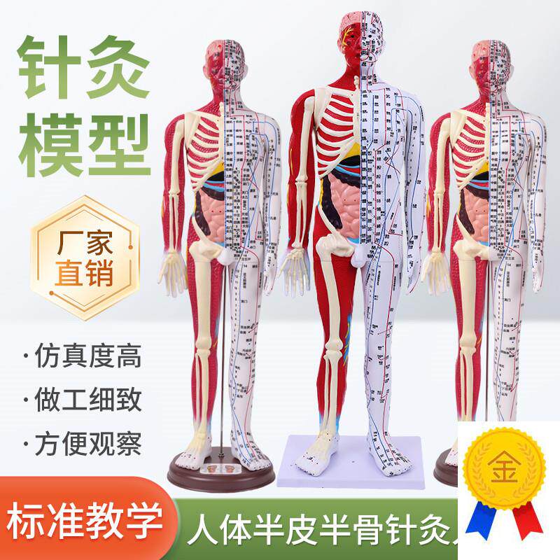 6085CM人体针灸人模型半皮半肌肉骨J骼内脏解剖中医经络穴位高清