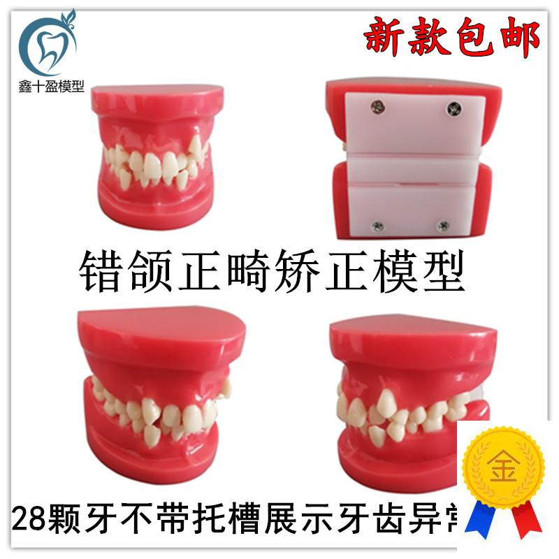牙齿模型矫正模型练习正畸模型口腔模型J牙科模型牙医练习模型B4