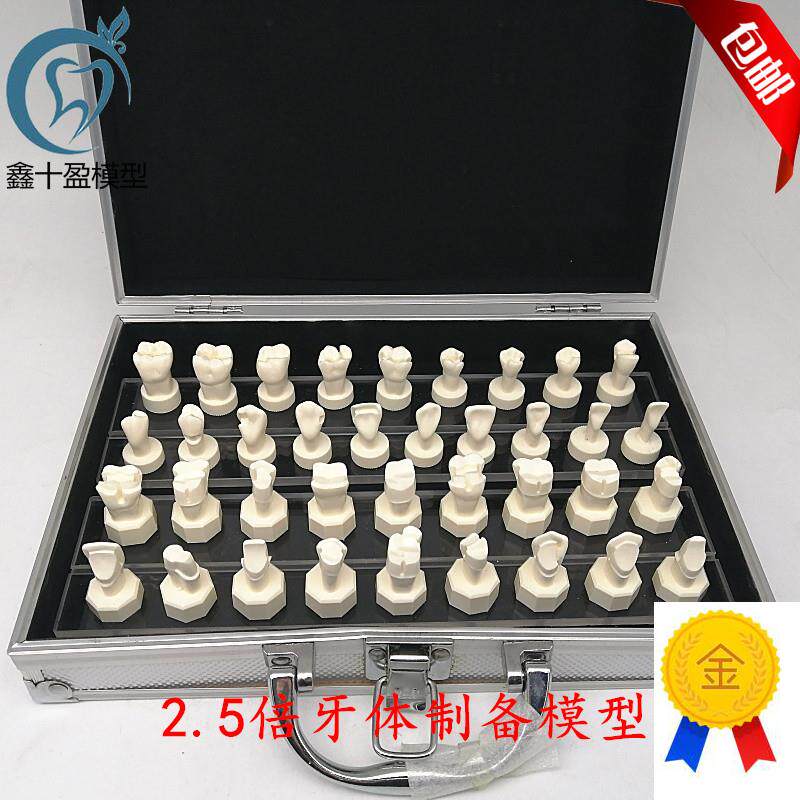 牙科口腔b模型牙体制备模型2.5倍牙冠预备烤瓷备牙基牙教学演示