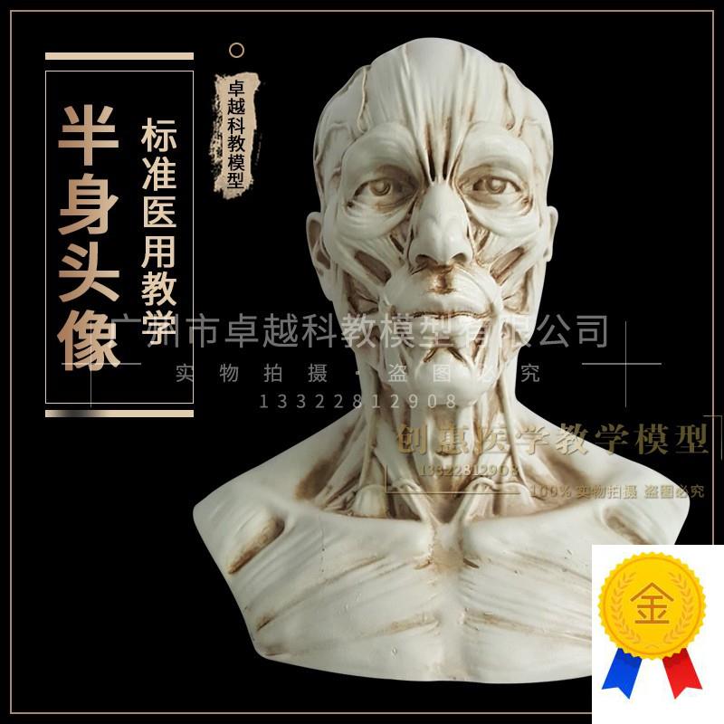 树脂骷髅头绘画半身像人头骨艺用人体I肌肉骨骼解剖结构模型美术