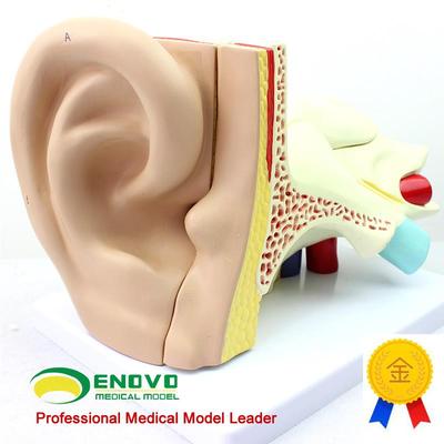 颐诺正品医用人体耳朵模型外耳中耳内耳M耳鼻喉科听觉系统模型
