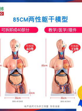85CM两性躯干解刨模型可拆卸40件男女性躯干及内脏器官拆卸模型男