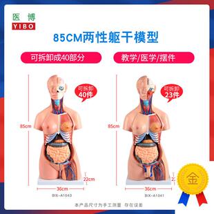 85CM两性躯干解刨模型可拆卸40件男女性躯干及内脏器官拆卸模型男