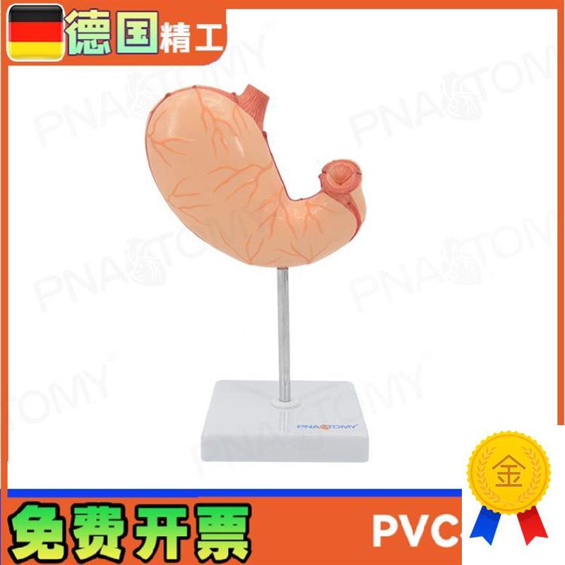胃模型人体肠胃i解剖消化系统科教学展示用品科普人的器官构造正