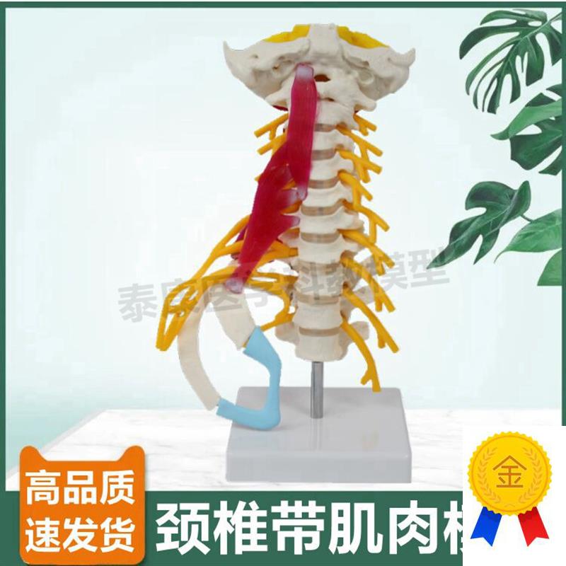 颈椎附肌肉模型人体比例小脑血管神经寰椎枢椎正骨指X压小针刀康