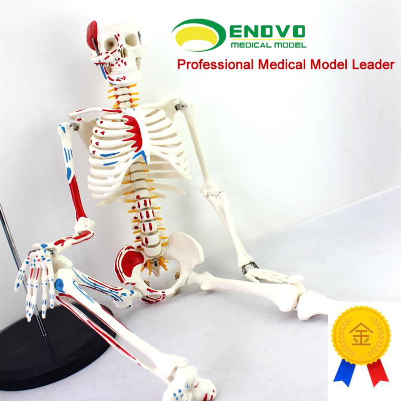 ENOVO颐诺医学85CM人体骨骼模型神经肌肉起止点骨W架瑜伽教学脊柱
