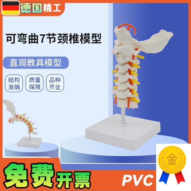 德国】可弯曲7节颈椎q模型PVC材质人体骨骼骨架模型颈椎模具