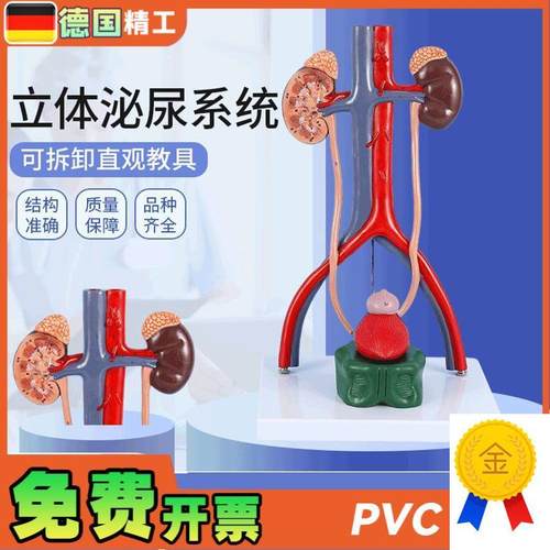 德国】人体立体h泌尿系统模型肾脏模型动静脉模型泌尿系统医学教