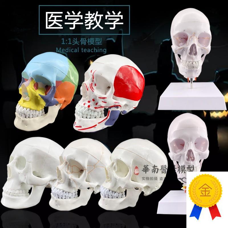 1:1树脂骷髅头绘画人头骨艺用人体肌肉骨骼N解剖头骨模型美术现货
