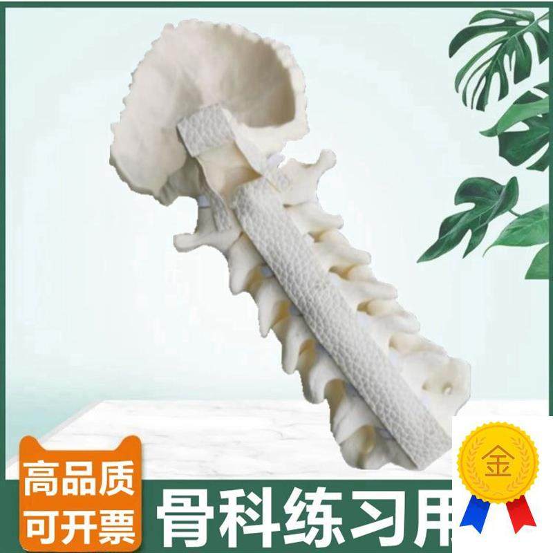 骨科手术实训用假l骨颈椎带枕骨神经临床医生考试用仿真骨打孔固