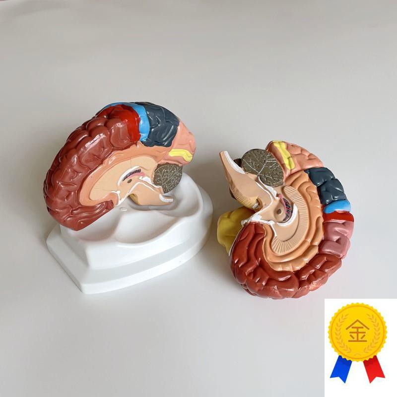 康泰医学模型大脑皮层功t能区脑干垂体神经感觉躯体运动言语中枢