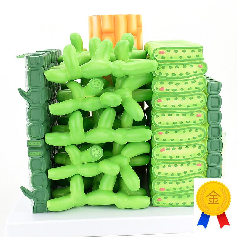 ENOVO颐诺双子子叶结构放大模型植物学农业职业高W职教学培训教