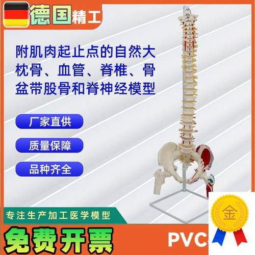 附肌肉起止点的自然大枕骨血管脊椎K骨盆带股骨和脊神经模型