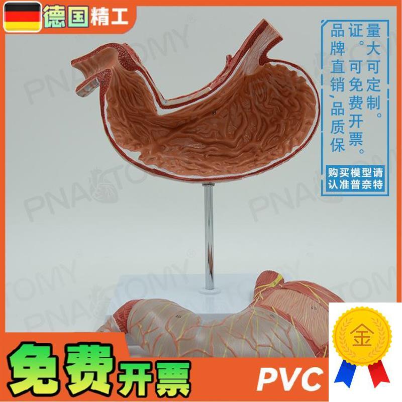 德国】人体内脏肠胃o解剖模型消化系统胃肠道胃黏膜食管教学消化