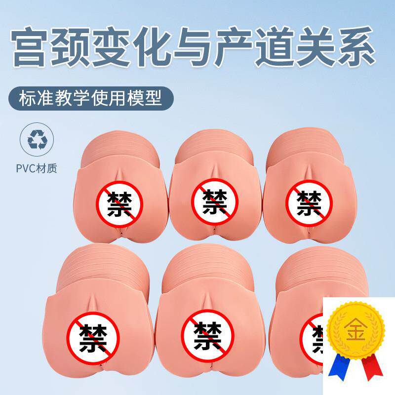 产前宫颈变化与产m道关系模型妇科检查计划生育医学示教模型