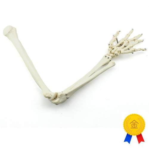 ENOVO颐诺人体上肢骨模型肘关节腕关H节模型肱骨尺骨桡骨掌骨指骨