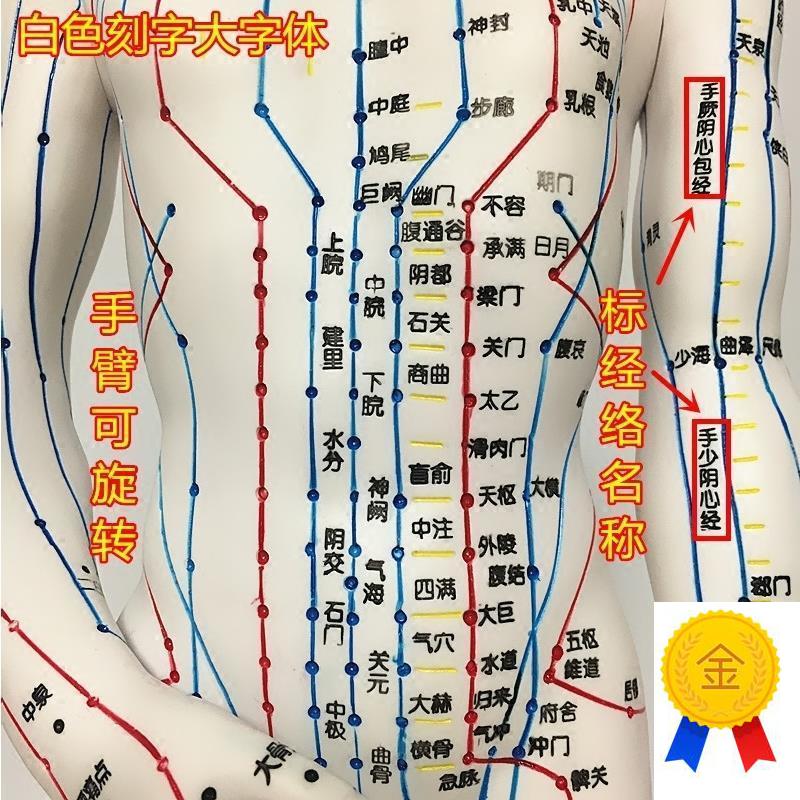 中医针灸人体穴位十二经络模型小皮人可扎针全身T教学练习模特图