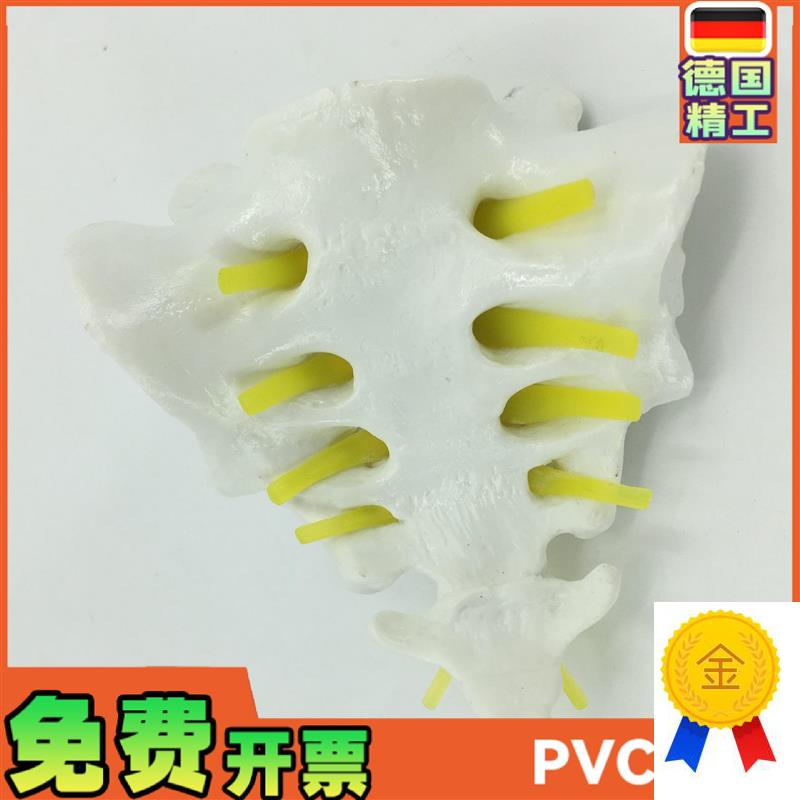 骶骨和胸尾骨模k型模型脊椎脊柱骶胸尾骨模型脊椎模型骨骼模型